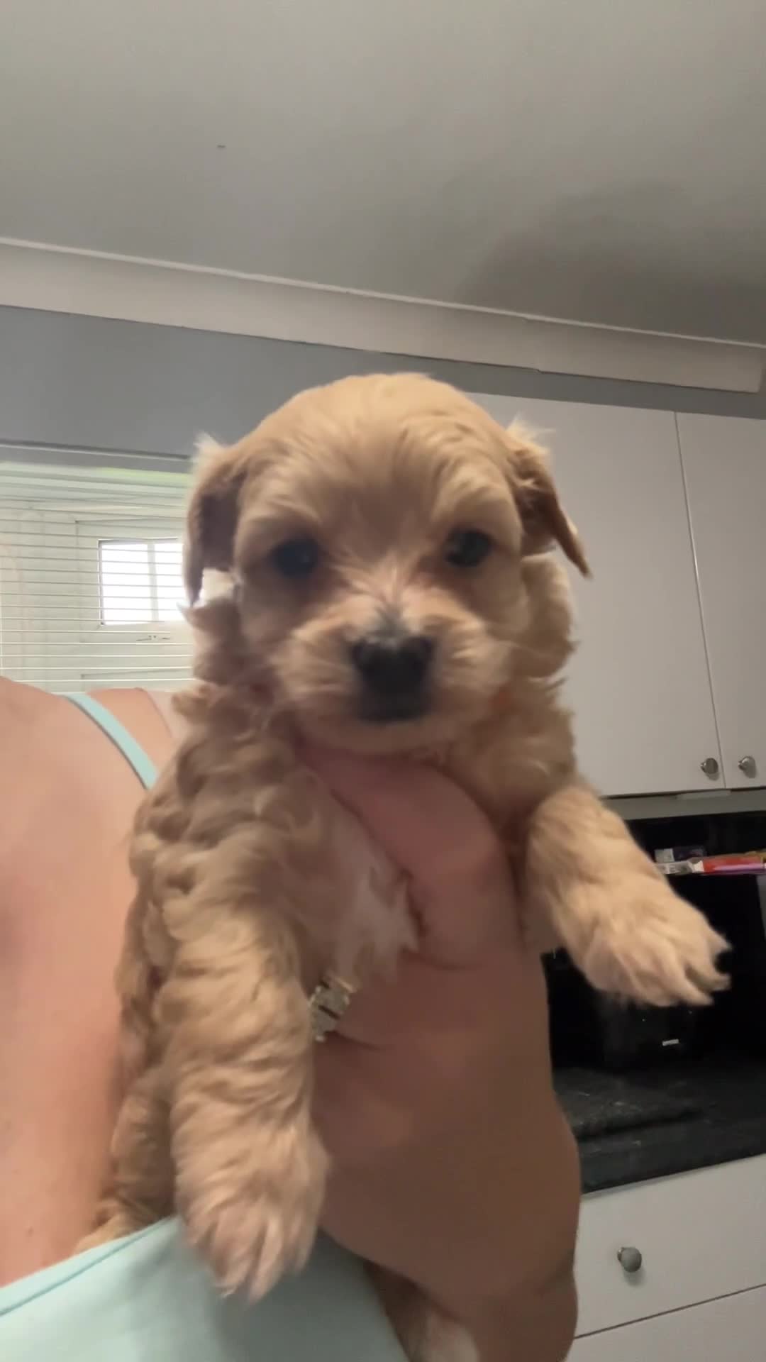 Maltipoo dogs for sale: F1 TINY TOY MALTIPOOS🩷health tested clear parents - Video 1