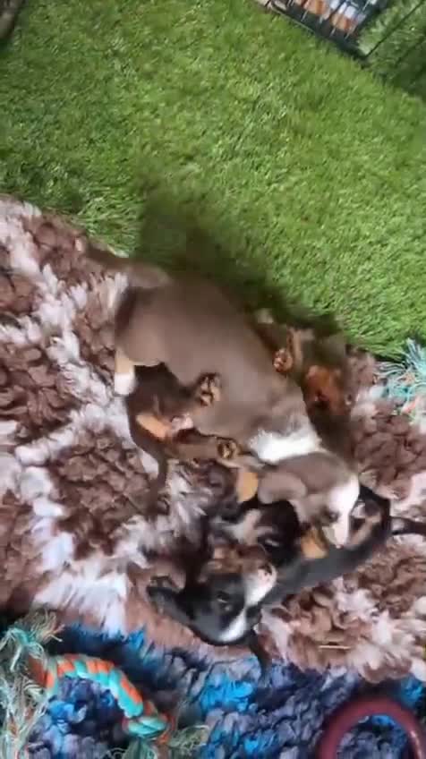 Miniature Dachshund dogs for sale: Miniature Dachshund Puppies - Video 1