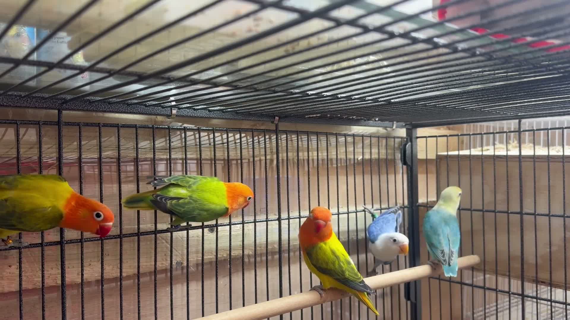 Lovebirds birds for sale: Lovebirds - Video 1