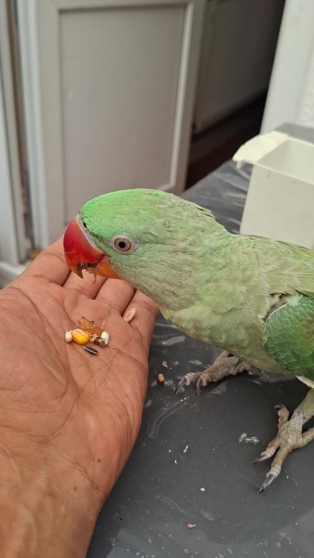 Parrots birds for sale: Full Hand Tame Alexandrine parrot  in Birmingham - Video 2