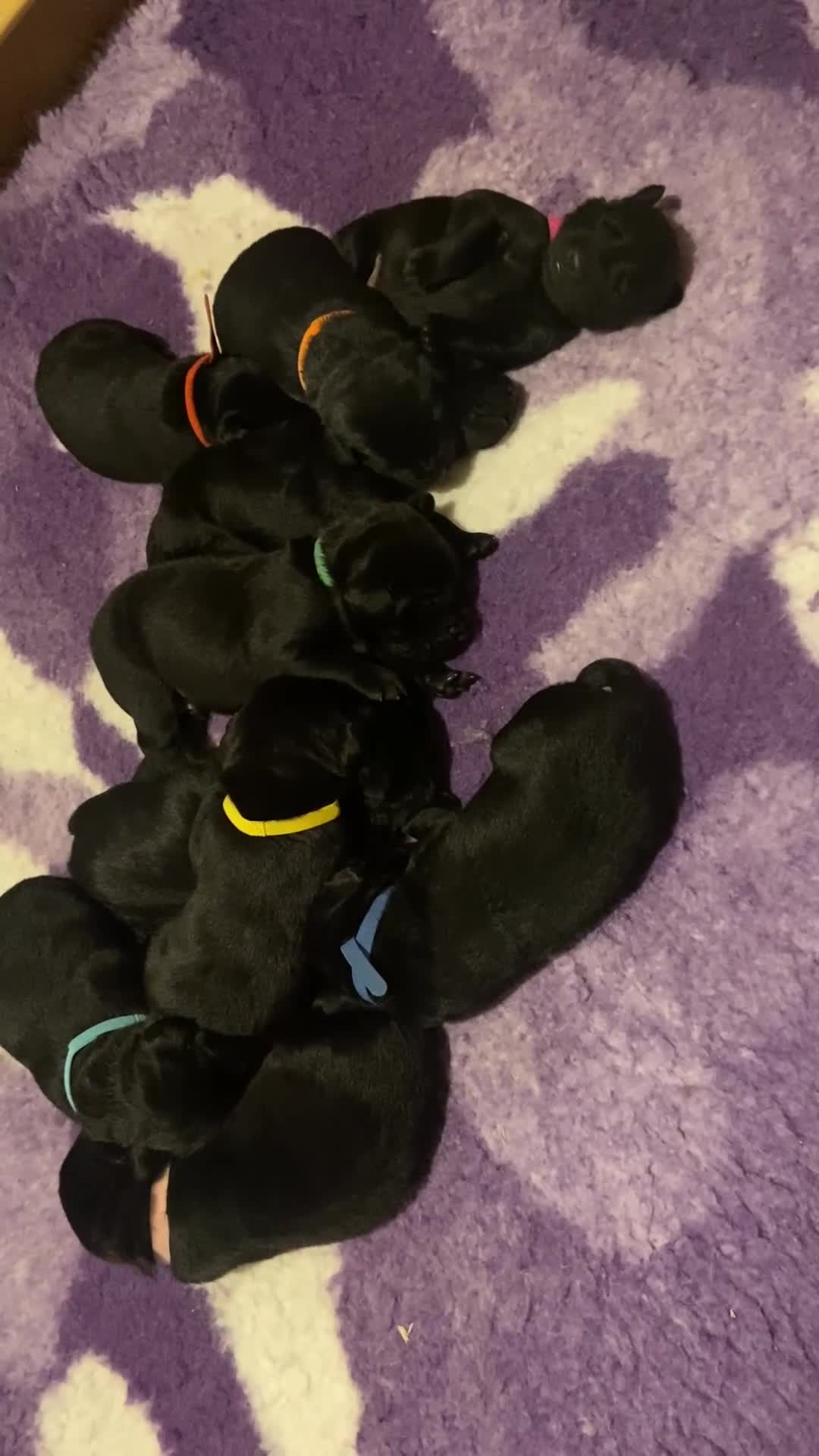 Labrador Retriever dogs for sale: Labrador puppies - Video 1