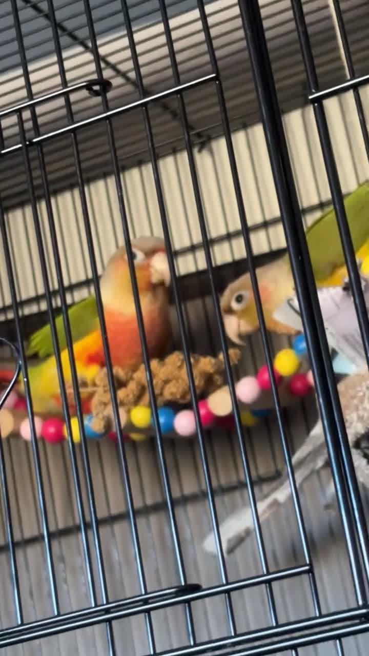 Conures birds for sale: 2 Pineapple conures in Halifax - Video 1