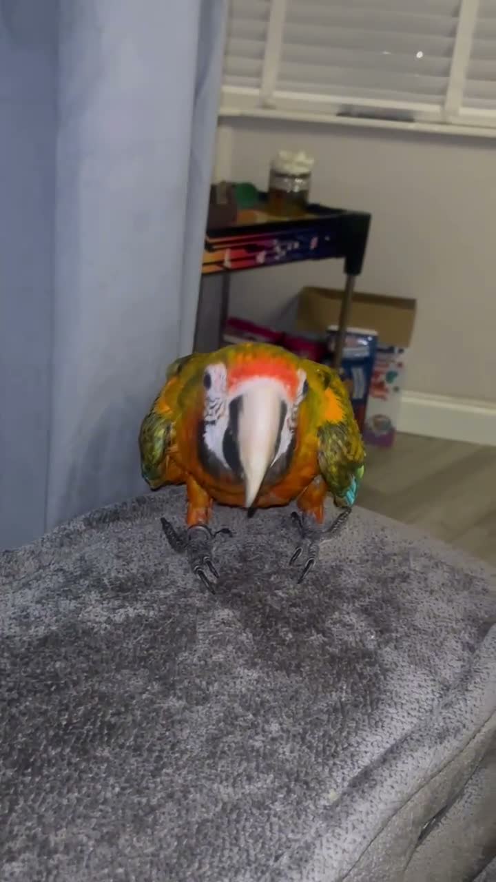 Macaws birds for sale: Catalina macaw 18months  in Nottingham - Video 1