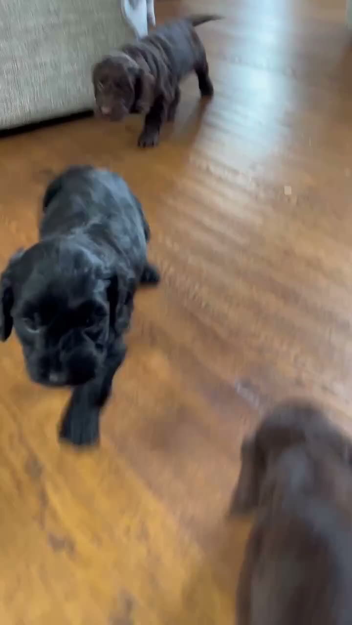 Cockapoo dogs for sale: READY TO GO! Beautiful F1 Cockapoo puppies.   - Video 3