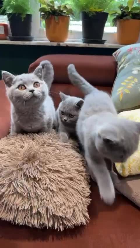 British Shorthair cats for sale: British Shorthair kittens - Video 2