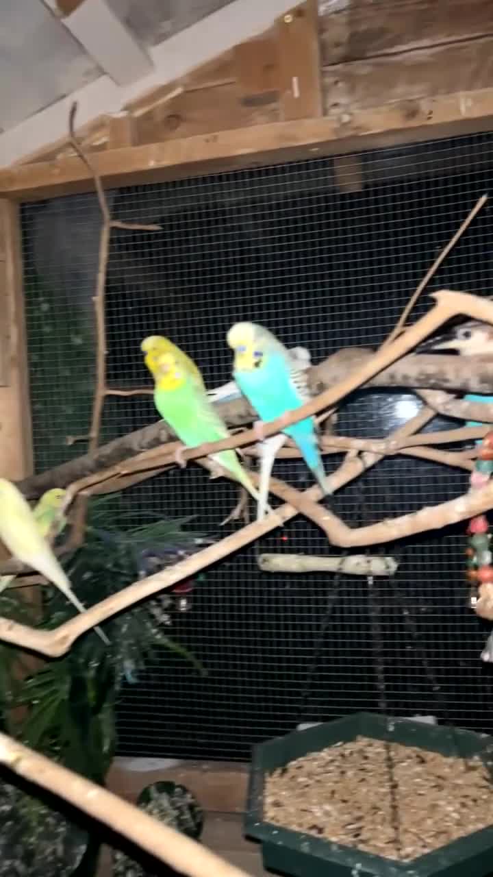 Budgerigars birds for sale: Budgies for sale  - Video 1