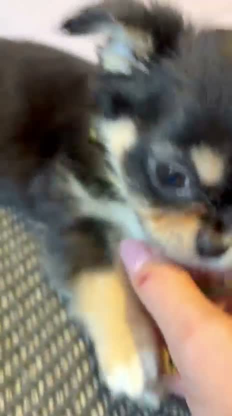 Chihuahua dogs for sale: 1 TINY KC REG boy ready to go to new home now - Video 2