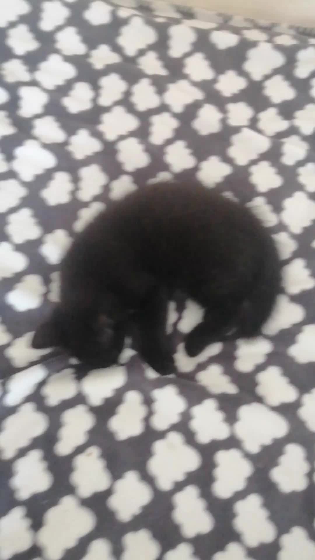 Mixed Breed cats for sale:  Kittens - Video 1