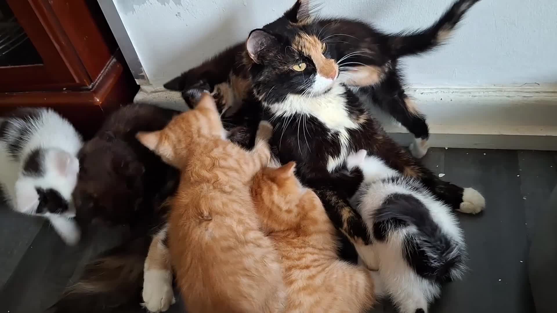 Mixed Breed cats for sale: Adorable kittens looking for loving homes - Video 5