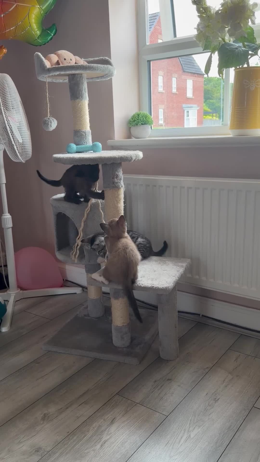 Bengal cats for sale: Beautiful baby kitten❤️ - Video 1