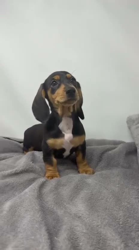 Miniature Dachshund dogs for sale: Miniature dachshund  - Video 5