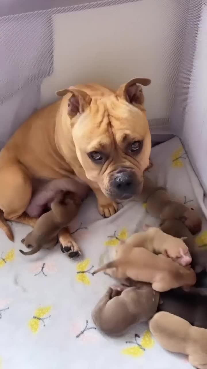 American Bully dogs for sale: American pocket bully’s  in Plymouth - Video 2