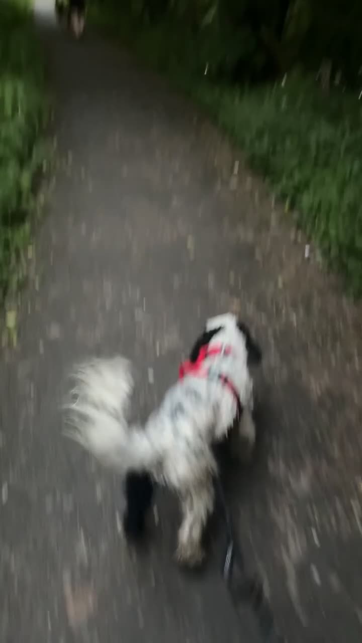 Cockapoo dogs for sale: Milo  - Video 4