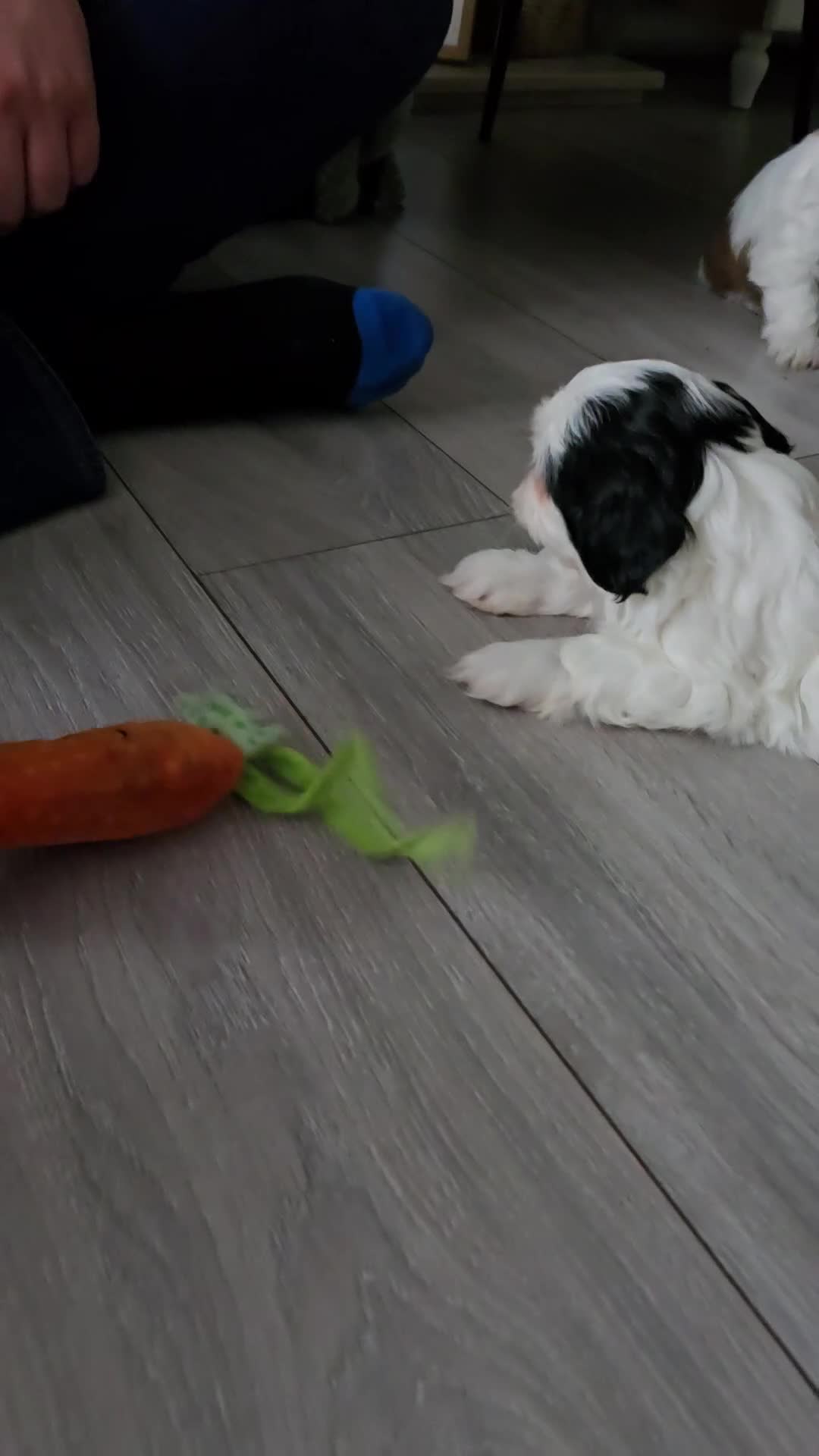 Shih Tzu dogs for sale: Last two puppies from liter 🐶🐶 - Video 2
