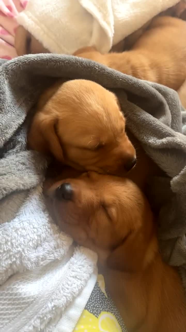 Labrador Retriever dogs for sale: Fox Red / yellow Labrador puppies for sale - Video 1