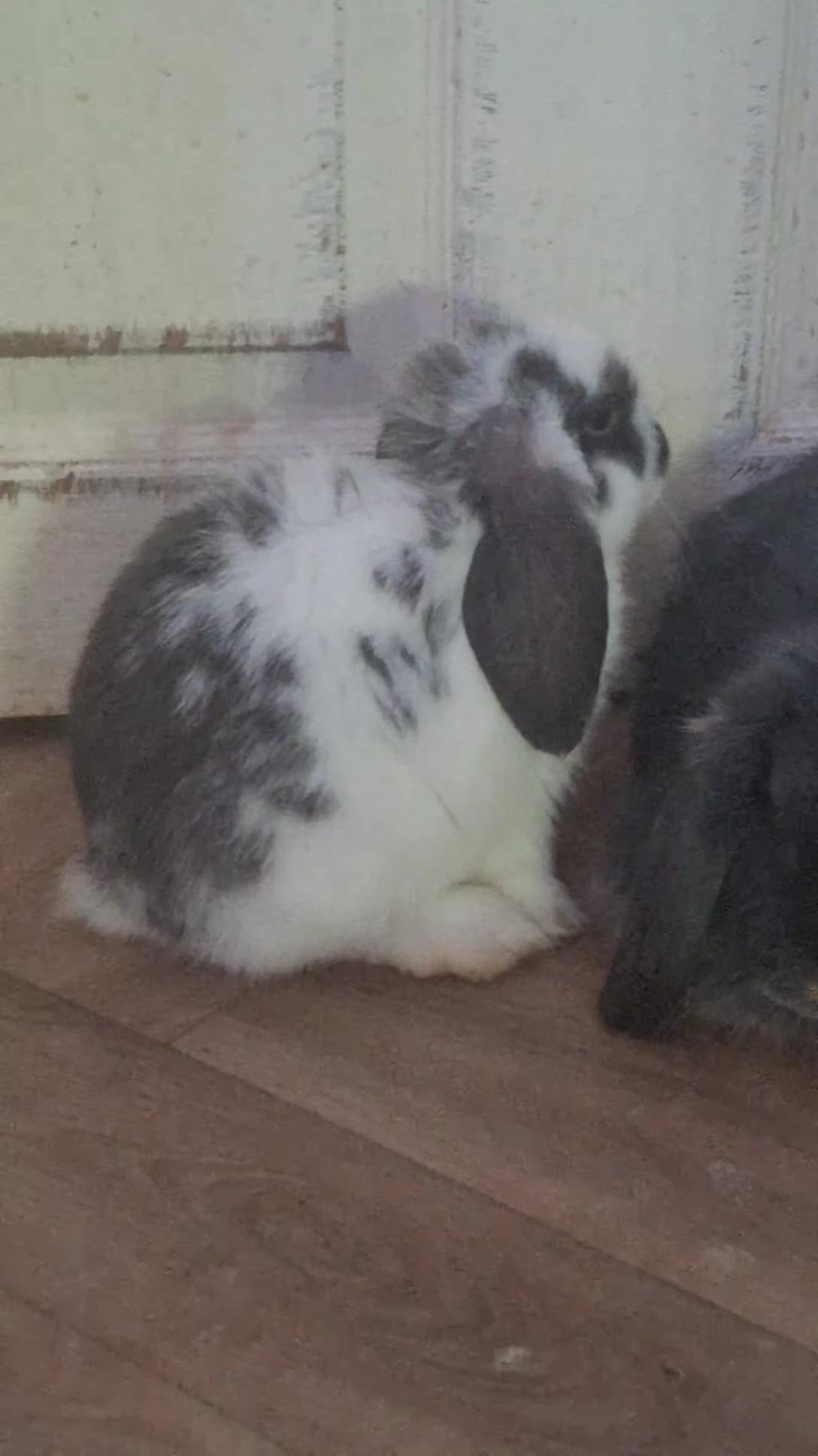 Mini Lop rabbits for sale: 4 beautiful mini lops ready to leave now. - Video 2
