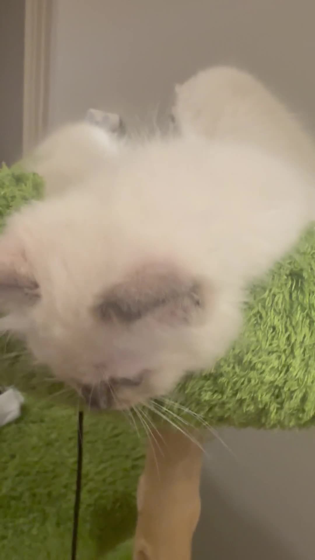 Ragdoll cats for sale: Pure Ragdoll Boys Available now  - Video 1
