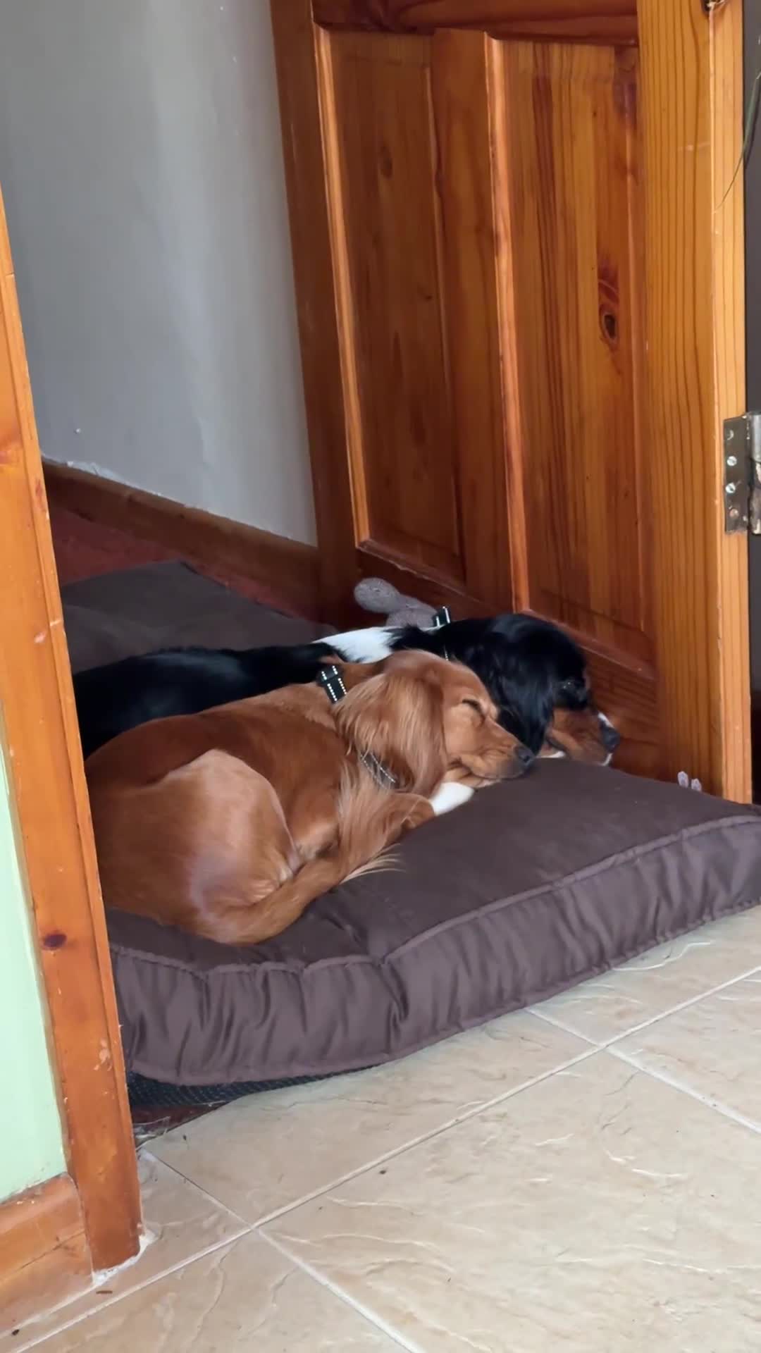 Cockalier dogs for sale: Rehoming Two Young Female Spaniels  - Video 4