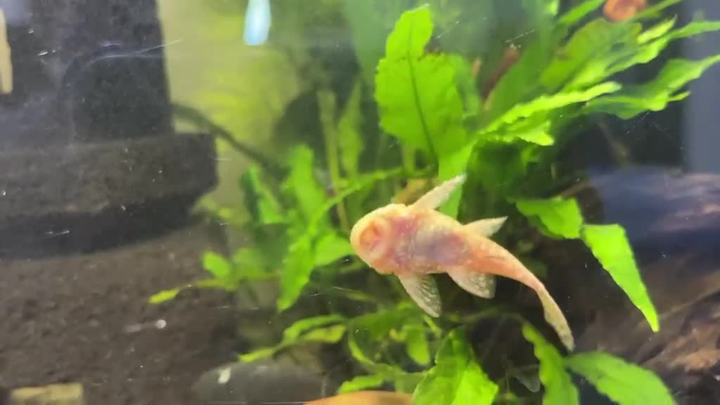 Plecos fish for sale: Albino Bristlenose Plecos (Ancistrus sp.)  in Southampton - Video 1