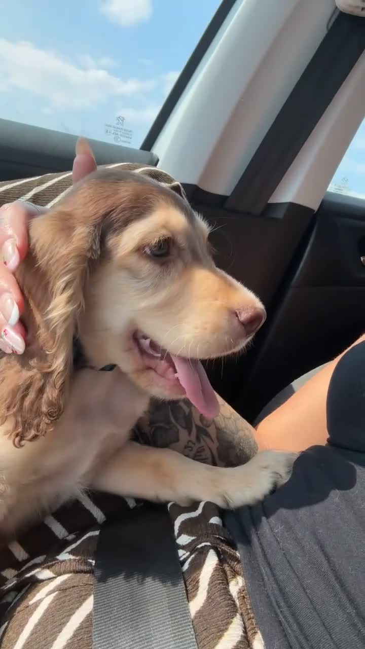 Cocker Spaniel dogs for sale:  Beautiful Chocolate & Tan Cocker Spaniel Boy - Video 1