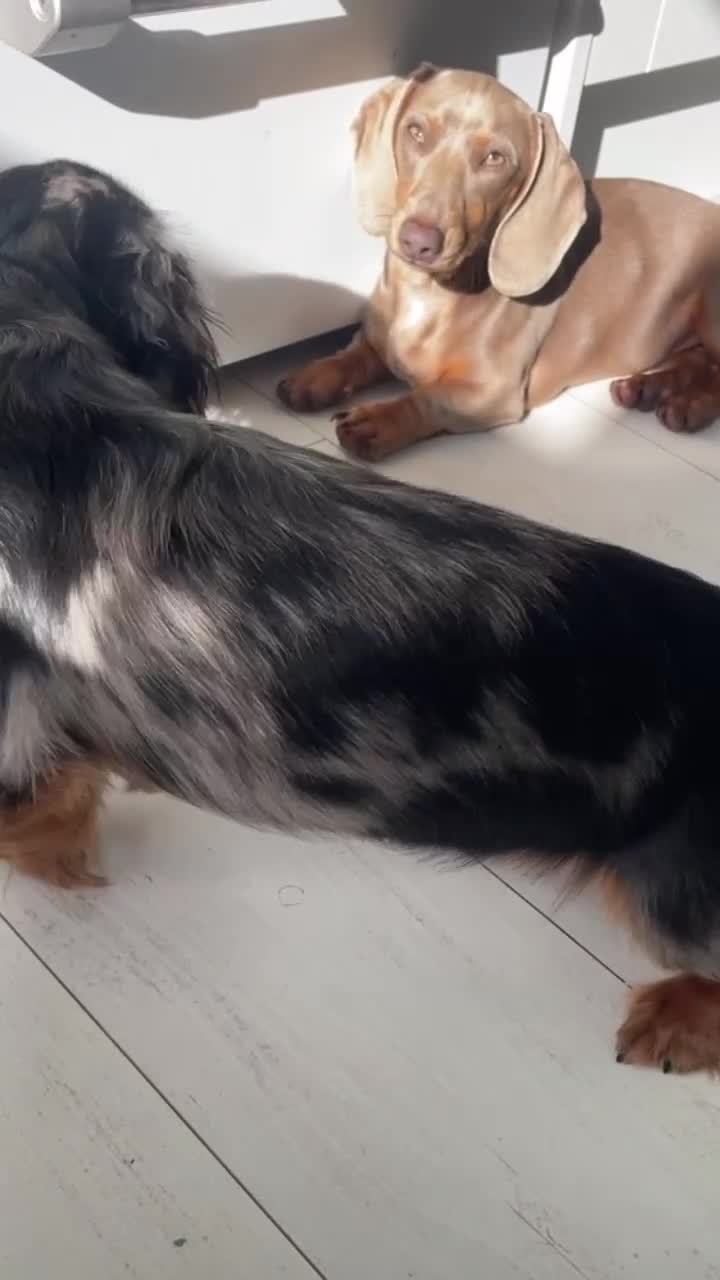 Miniature Dachshund dogs for sale: Longhaired Miniture dashund  - Video 3