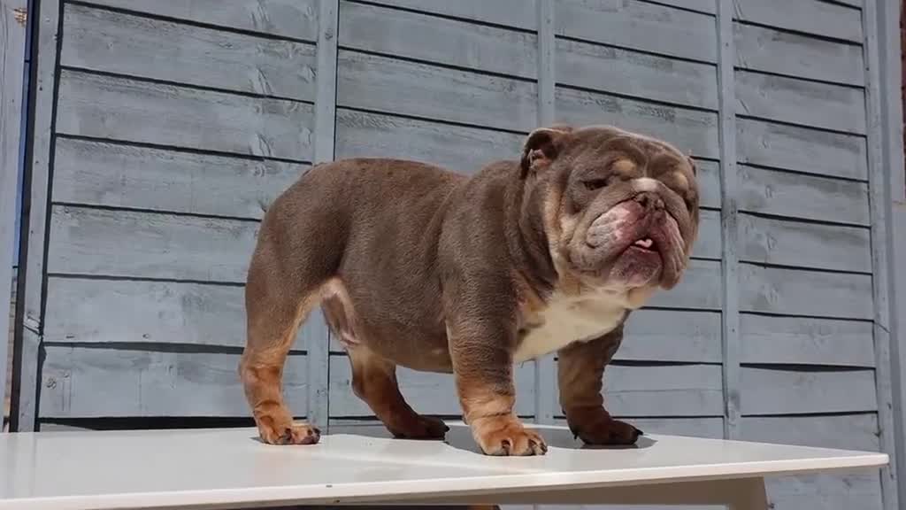 English Bulldog dogs for stud:  City’s Tiney true miniature English bulldog  - Video 3