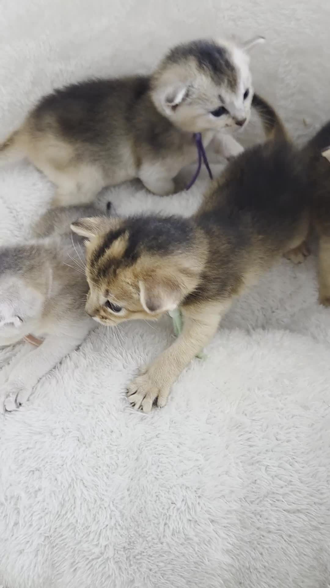 Abyssinian cats for sale: 🔥 TICA Registered Abyssinian Kittens - Video 3