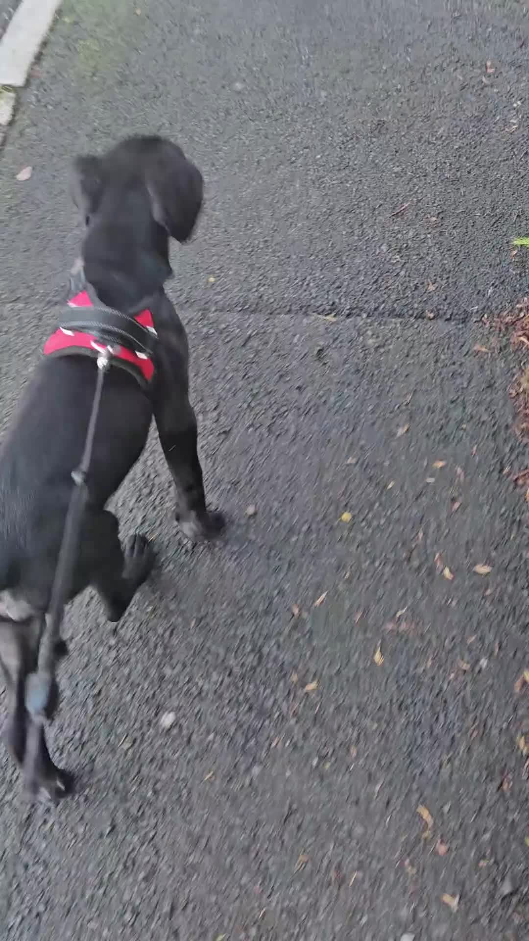 Mixed Breed dogs for sale: Cane corso zeus - Video 1