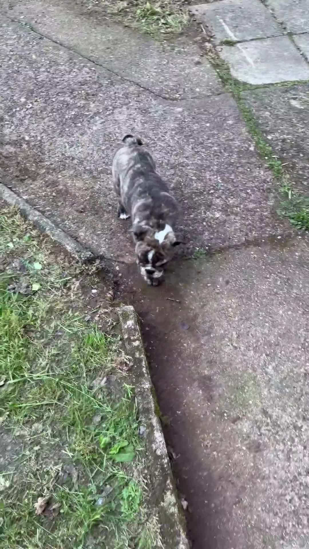 English Bulldog dogs for sale: KC Registered English Bulldog Puppies  - Video 2