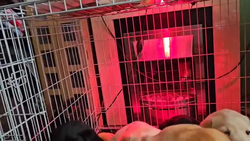 Labrador Retriever dogs for sale: Labrador Puppies for sale pedigree  - Video 1