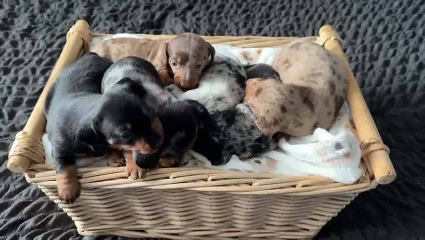 Dachshund dogs for sale: STUNNINGLY,  GORGEOUS DACHSHUND PUPPIES 🐶 😍  - Video 1
