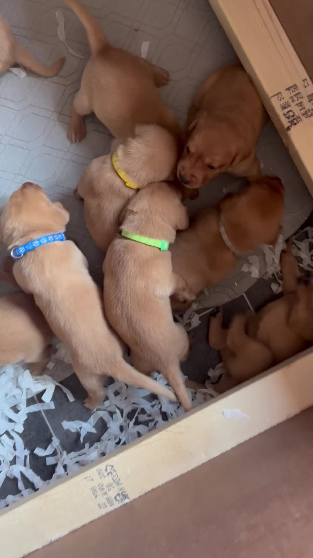 Labrador Retriever dogs for sale: Beautiful fox red Labrador litter  - Video 2