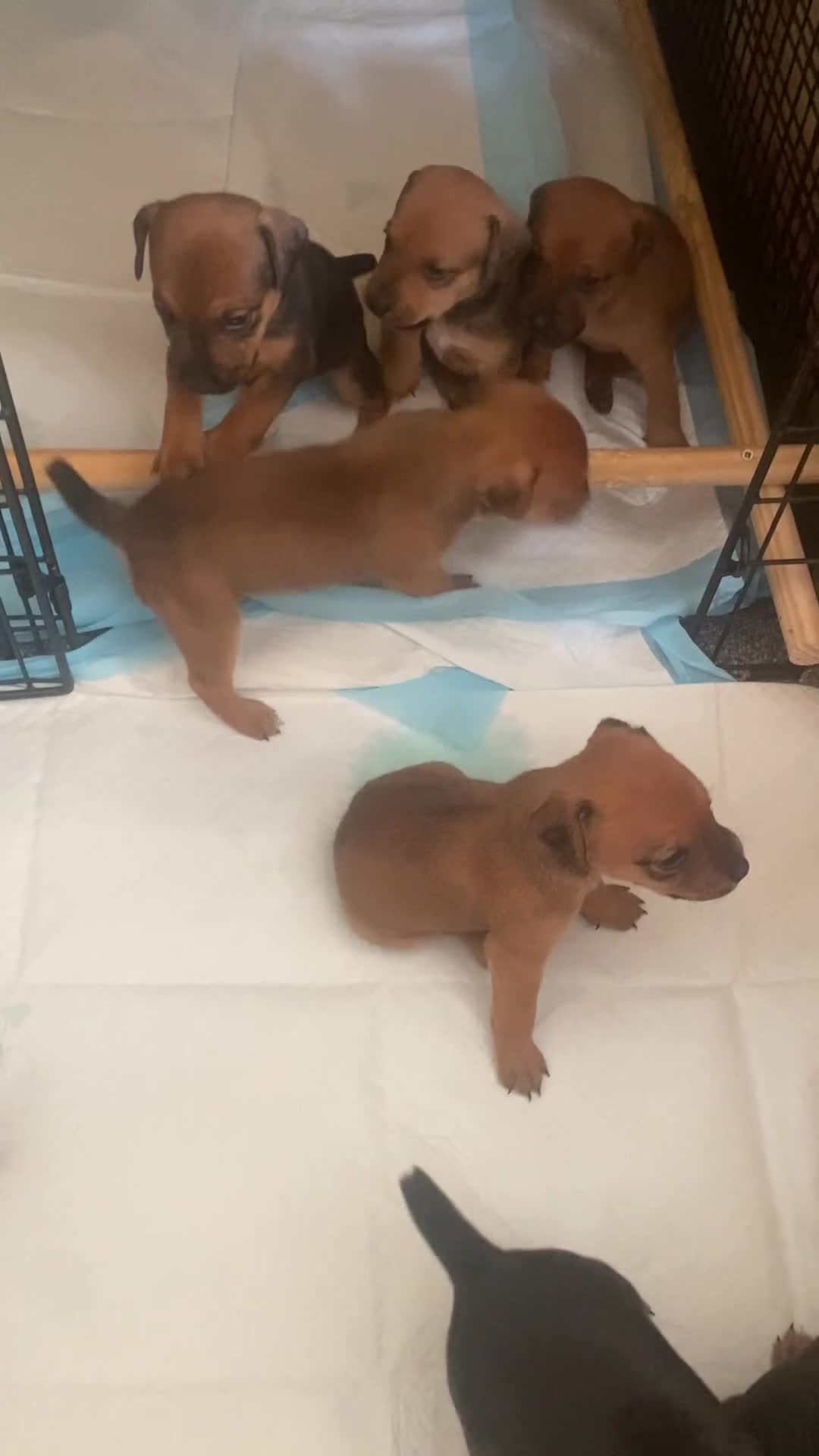 Mixed Breed dogs for sale: Patterdale x Plummer terrier pups - Video 1