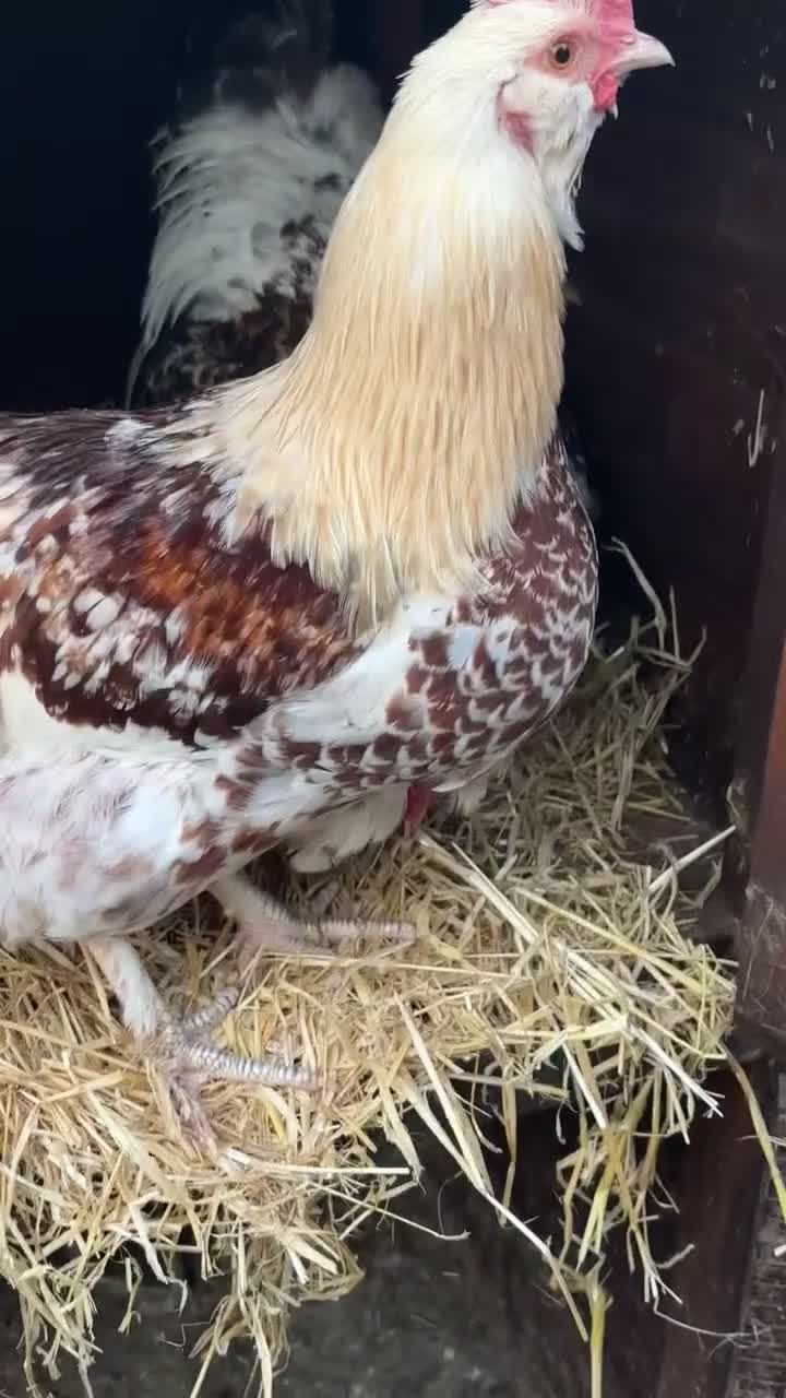 Chickens poultry for sale: Sad rehoming  in Lincoln - Video 1