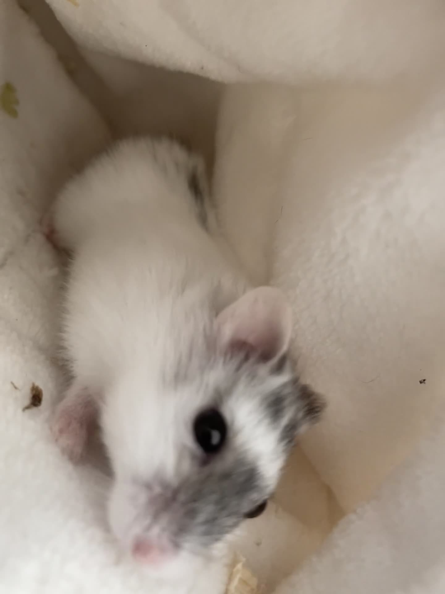 Hamster rodents for sale: Russian dwarf hamster in Slough - Video 1