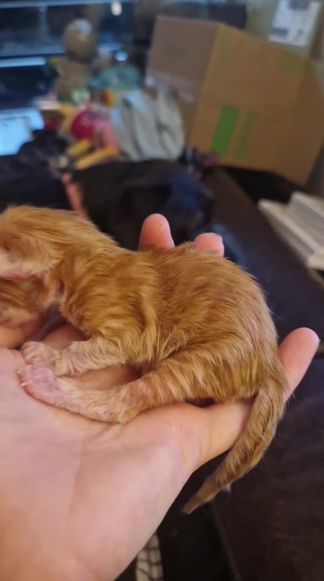 Maine Coon cats for sale: Stunning Maine Coon Babies - Video 2