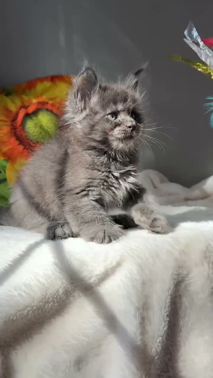 Maine Coon cats for sale: Beautiful litter of 7 Maine Coon kittens  - Video 3