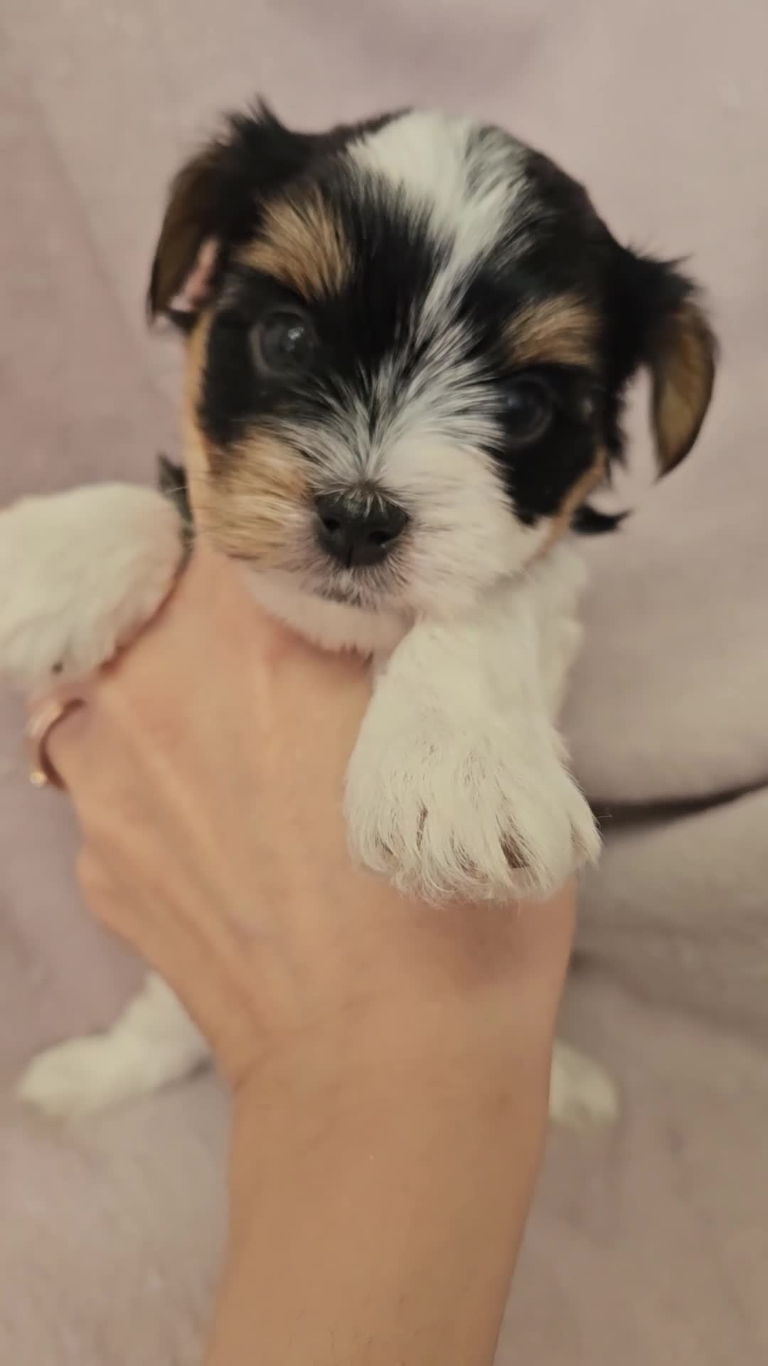 Yorkshire Terrier dogs for sale: ❤️ DNA Tested parents ❤️ Yorkie puppies  - Video 4