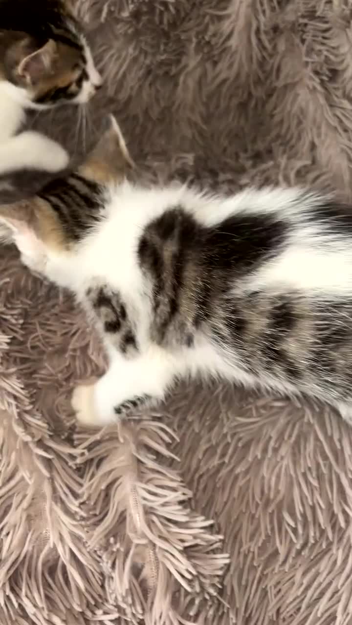 Mixed Breed cats for sale: 4 beautiful kittens  - Video 2