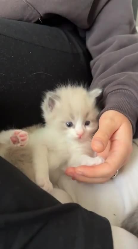 Ragdoll cats for sale: 1 mink ragdoll left.  Little boy - Video 3