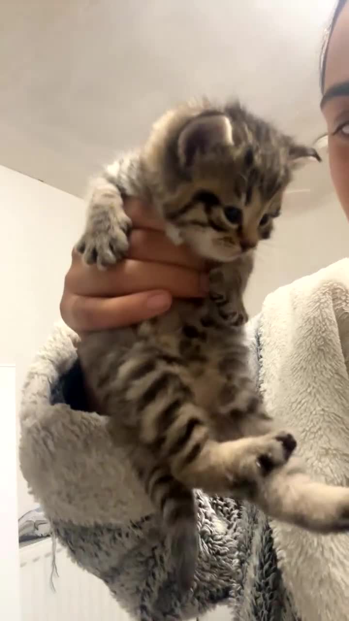 Bengal cats for sale: Bengal kittens  - Video 2