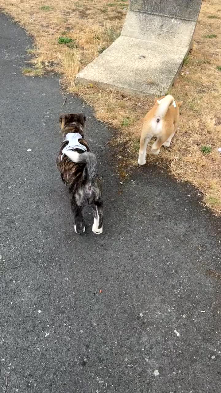 Akita dogs for sale: American akita - Video 1