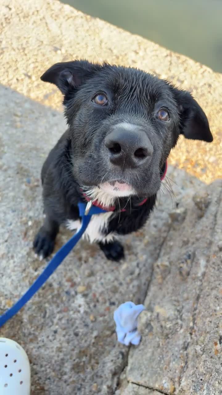 Mixed Breed dogs for sale: Cross breed puppy in Brighton - Video 2