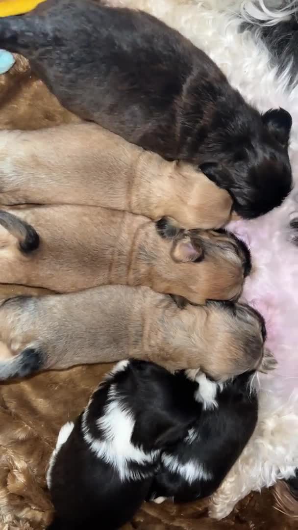 Shih Tzu dogs for stud: Shih tzu stud  in Glasgow - Video 1