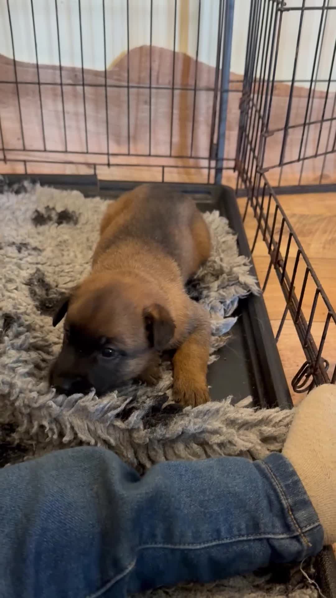 Belgian Shepherd Dog dogs for sale: Chunky pure bred top bloodlines puppies  - Video 2