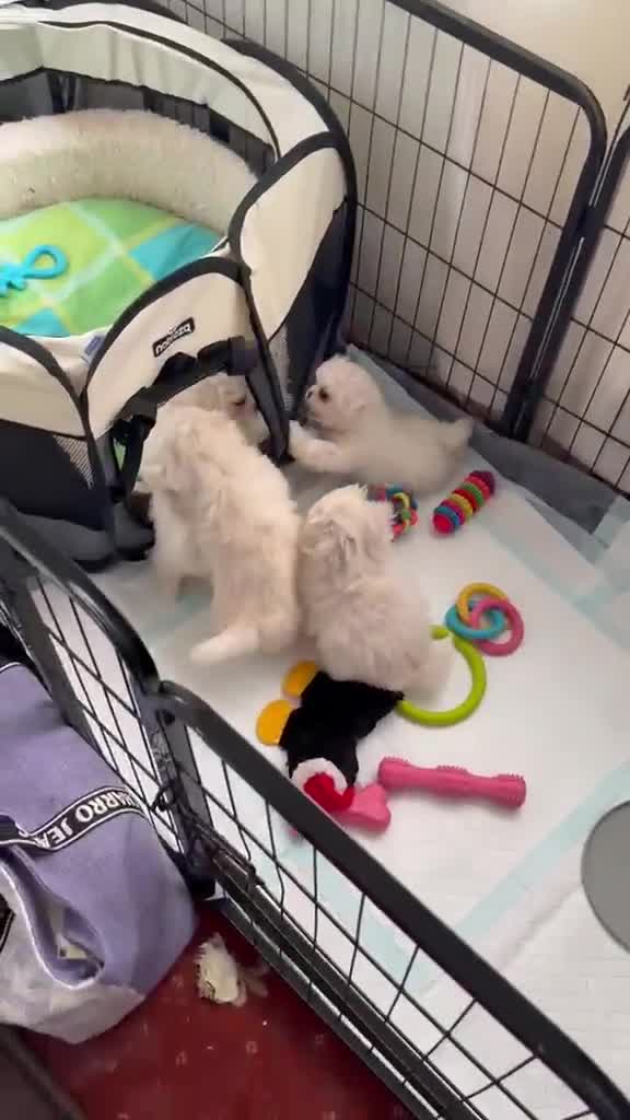 Pekingese dogs for sale: KC puppys white Pekingese  - Video 1