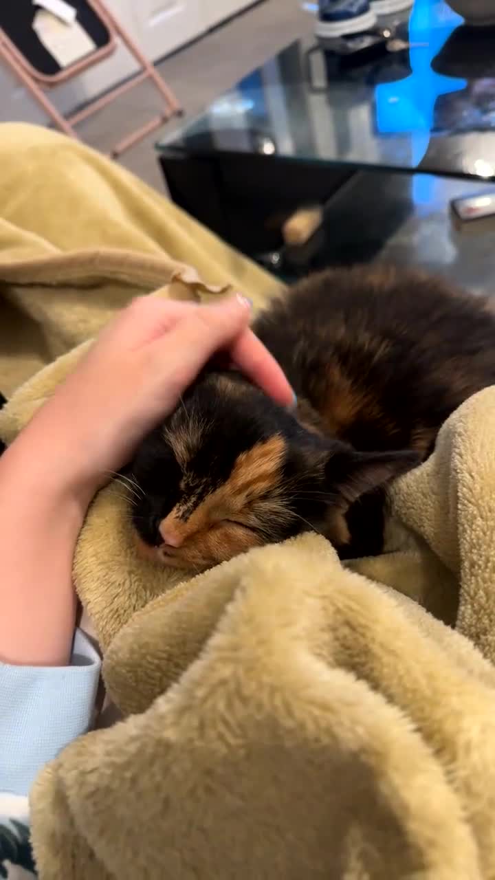 Mixed Breed cats for sale: Adult cat for sale  - Video 3