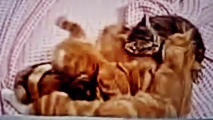 Mixed Breed cats for sale: Cute Ginger Boy ! - Video 2