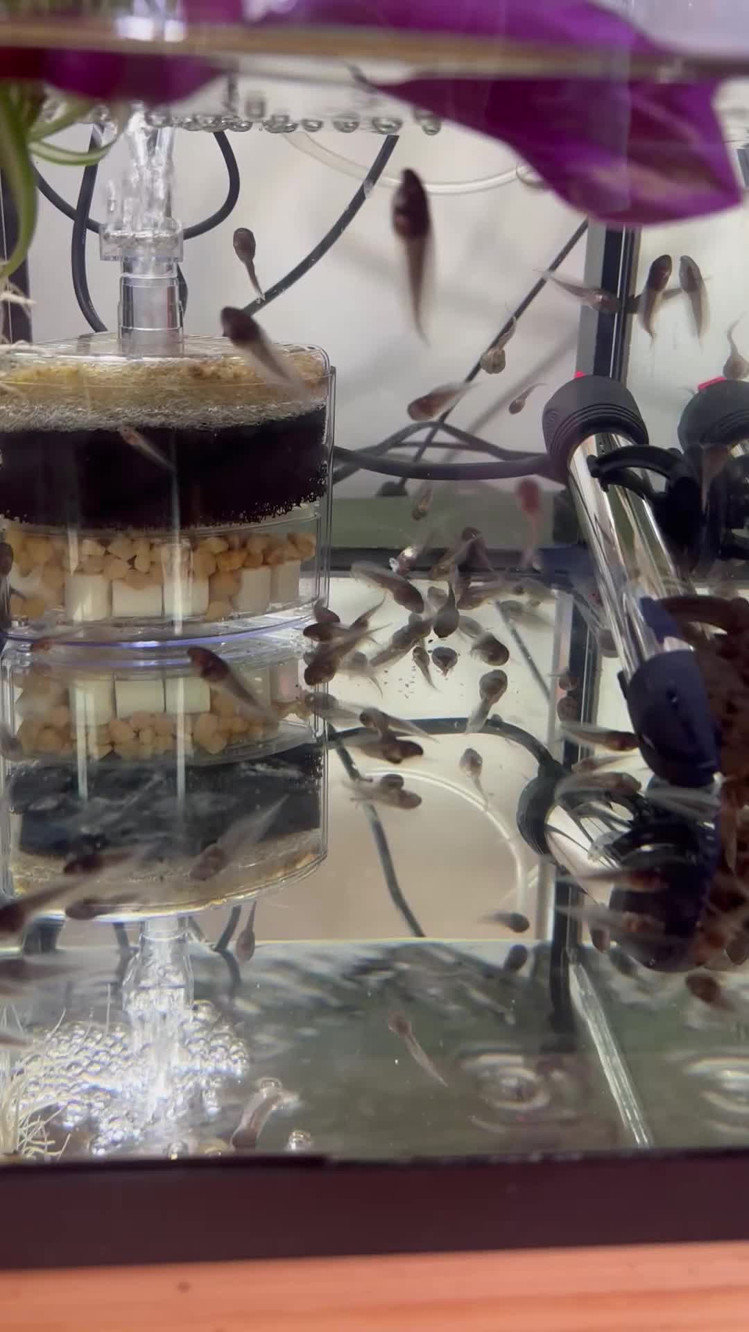 Frog reptiles for sale: Amazon Milk frog Tadpoles in Kidderminster - Video 1