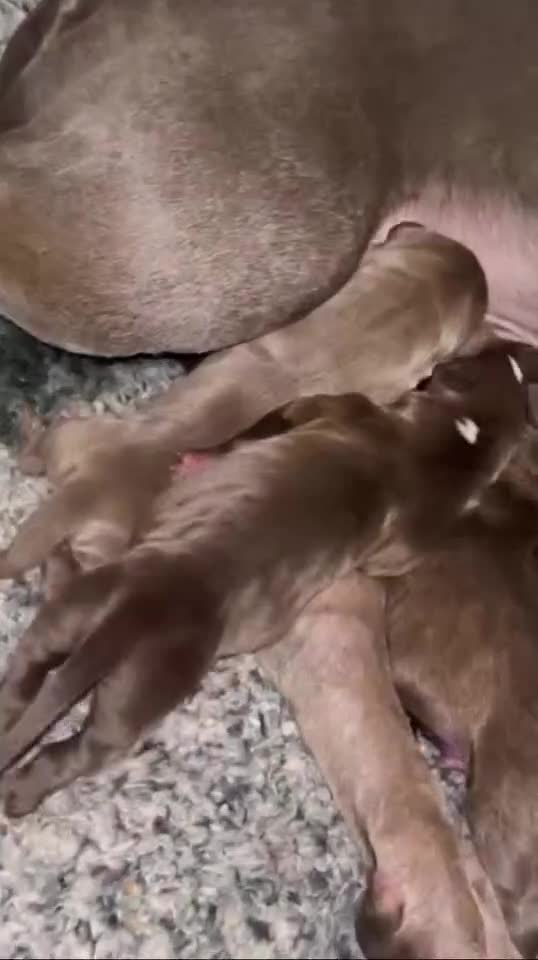 American Bulldog dogs for sale: American bulldog mastiff bloodline puppies  - Video 1